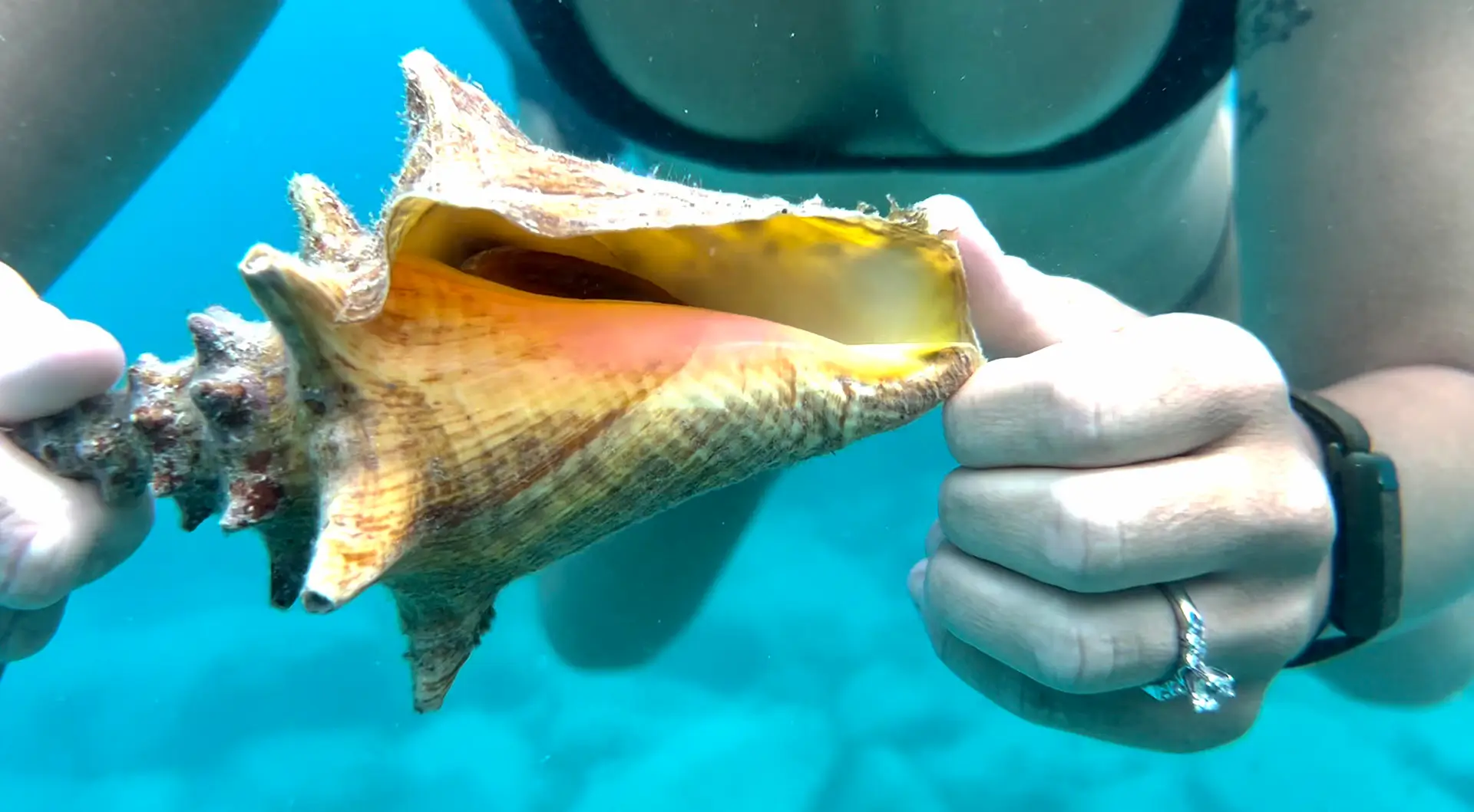 Guest holding a conch shell underwater