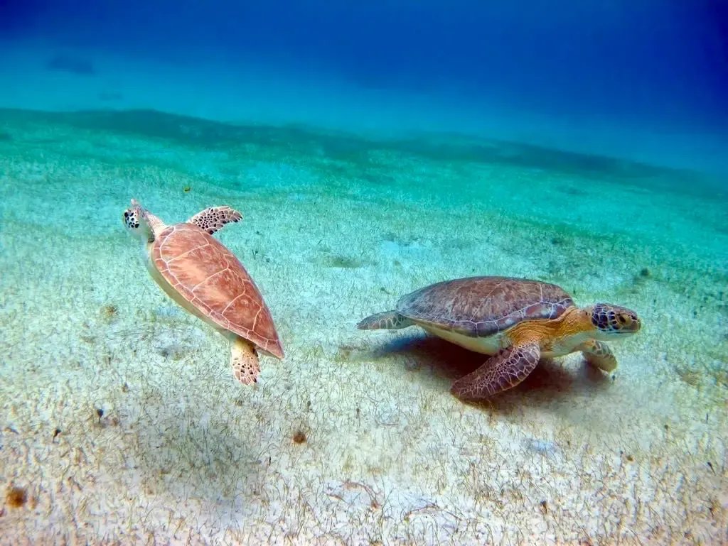 Half-Day Luxury Catamaran Sail & Turtle Snorkel