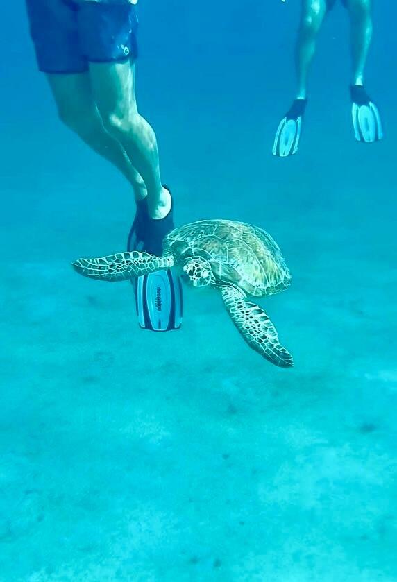 Half-Day Luxury Catamaran Sail & Turtle Snorkel gallery image 2