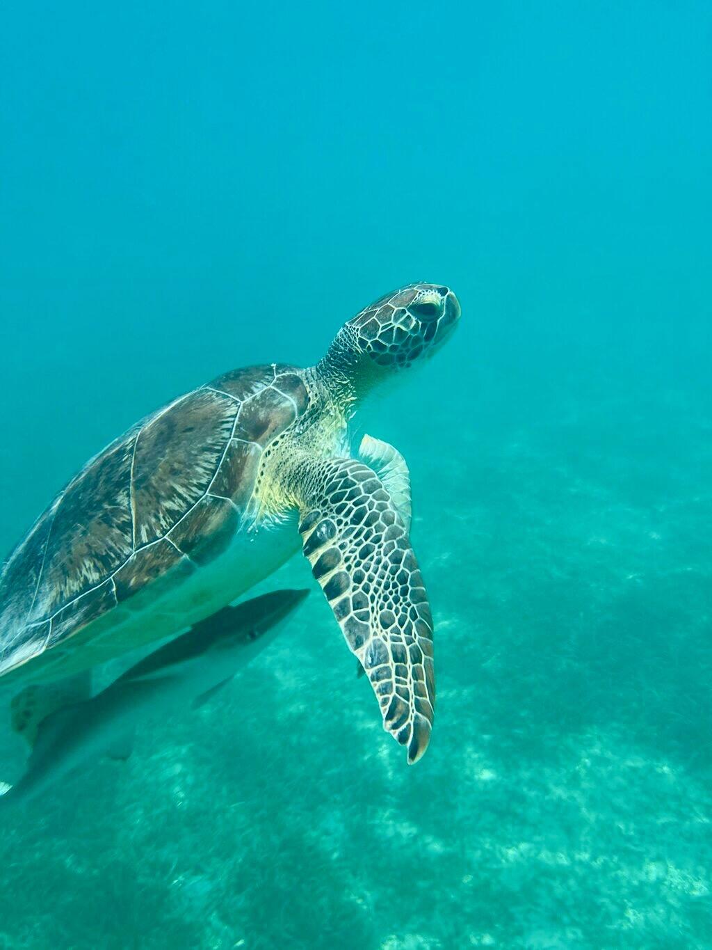 Half-Day Luxury Catamaran Sail & Turtle Snorkel gallery image 6